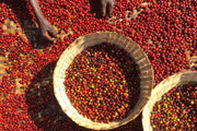 Photo of coffee cherries being sundried on a woven table. There is also a basket full of cherries on top.